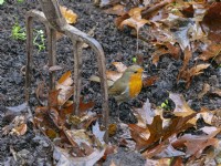 Robin Erithacus Rubecula foraging in leaf litter November