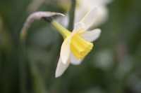 Narcissus 'Pueblo' - Daffodil - 