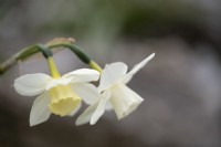 Narcissus pueblo - Daffodil 