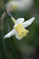 Narcissus 'Pueblo' - Daffodil 