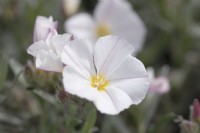 Convolvulus cneorum 'White Passion' - Silverbush 