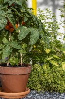Solanum lycopersicum 'Cherry, Orange' gowing in a terra cotta pot. 