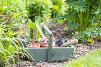 Wooden trug containing Eucomis and Gladiolus bulbs