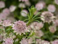 Cleavers weed growing through Astrantia in early summer