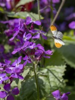 Honesty flowers with Orange tip butterfly