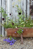 A rusty trough at the Cottage Herbery is filled with Campanula carpatica which seeds itself around, Erigeron karvinskianus, Cosmos atrosanguineus 'Chocolate' and at the back, Peltaria alliacea.