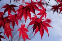 Acer palmatum 'Rosso' rich red leaves