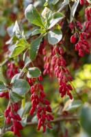 Berberis 'Georgei' red berries
