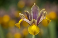 Iris x hollandica 'Autumn Beauty'