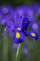 Iris x hollandica 'Discovery Purple'