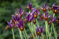 Iris x hollandica 'Red Ember'
