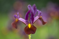 Iris x hollandica 'Red Ember'