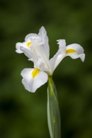 Iris x hollandica 'White Magic'