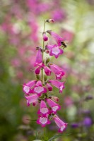 Penstemon 'Harlequin Pink' with bee