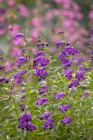 Penstemon 'Harlequin Purple' with bee