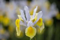 Iris x hollandica 'Apollo'