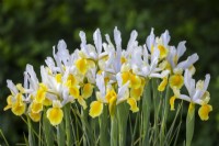 Iris x hollandica 'Golden Beauty'