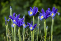 Iris x hollandica 'Sapphire Beauty'