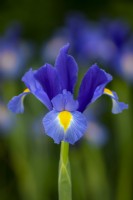 Iris x hollandica 'Sapphire Beauty'