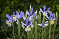 Iris x hollandica 'Silvery Beauty'