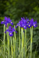 Iris x hollandica 'Valentine'