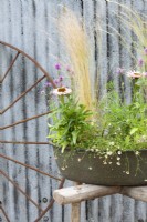 Set against a sheet of corrugated iron, an oval green enamel container is planted with Echinacea purpurea 'Sunseekers Salmon', Nassela tenuissima 'Pony Tails', Erigeron karvinskianus, Betonica officinalis 'Rosea' and Crithmum maritimum.