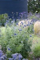 Echinops bannaticus 'Taplow Blue' planted in the gravel garden by the black silo at the Cottage Herbery.