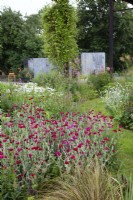 Lychnis coronaria self seeds through the sweeping long border at the Cottage Herbery