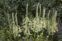 Veratrum californicum - California corn lily, California false hellebore