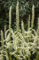 Veratrum californicum - California corn lily, California false hellebore