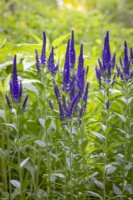 Veronica longifolia 'Marietta' - Garden speedwell