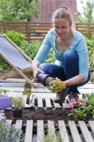 Woman creating drought tolerant flowerbed with planting  Sedum spathulifolium - Stonecrop.