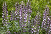 Acanthus spinosus - Bear's breeches