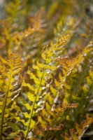 Drynaria sinica - Oak leaf fern - showing bronze young growth