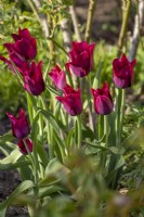 Tulipa 'Merlot'