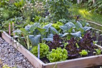 Raised bed with lettuce, kohlrabi and onion.