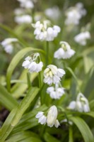 Allium paradoxum var. normale AGM - Quaint Garlic