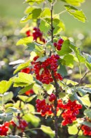 Ribes rubrum - redcurrant