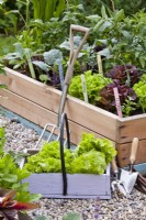Trug of harvested lettuce beside the raised bed full of growing crops.