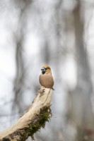  Coccothraustes-Hawfinch male resting on a branch
