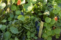 Vegetable garden with wooden hand written plant labels amongst lettuce and nasturtium plants