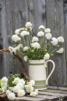White Scabiosa displayed in china jug against wooden background