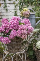 Pink Hydrangea macrophylla displayed in wicker container on white metal chair