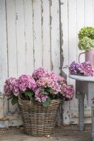 Pink Hydrangea macrophylla displayed in wicker container on deck