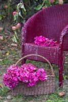 Red Hydrangea macrophylla flowerheads displayed in wicker basket and painted wicker chair