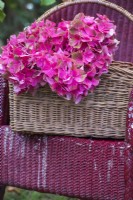 Red Hydrangea macrophylla flowerheads displayed in wicker basket  on painted wicker chair