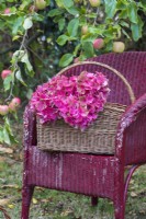Red Hydrangea macrophylla flowerheads displayed in wicker basket on painted wicker chair in orchard