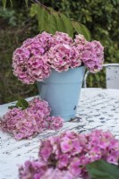 Pink Hydrangea macrophylla flower heads displayed in blue enamel bucket on white metal table