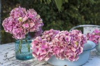 Pink Hydrangea macrophylla flower heads displayed in blue enamel bowl and glass jar on white metal table