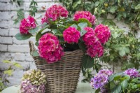 Red Hydrangea macrophylla displayed in wicker container on green metal table